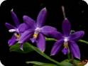 P. Lioulin Bluebird x Yang Yang Blue Baby